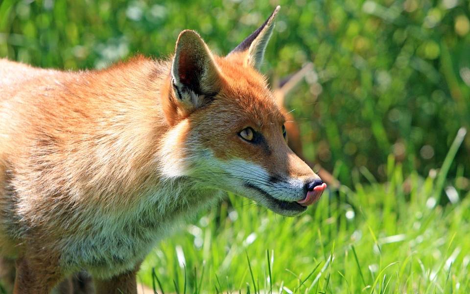 Das Bild zeigt einen Rotfuchs. Auf einer Wiese. Er leckt sich die Nase.