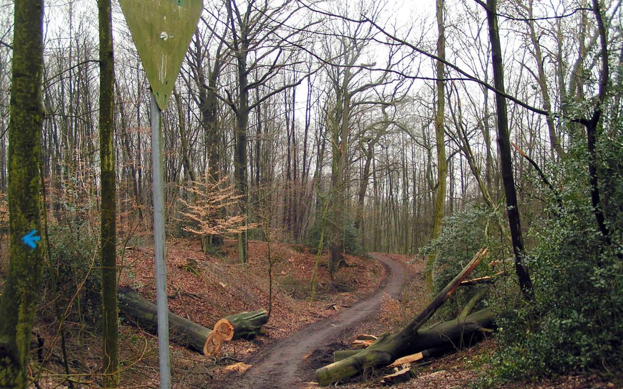 Sturmschäden