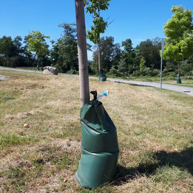 tree bag in Dahlhausen