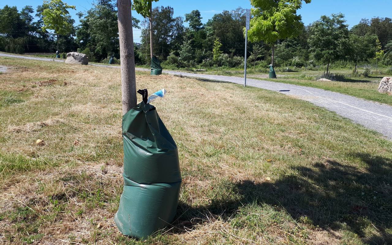 tree bag in Dahlhausen