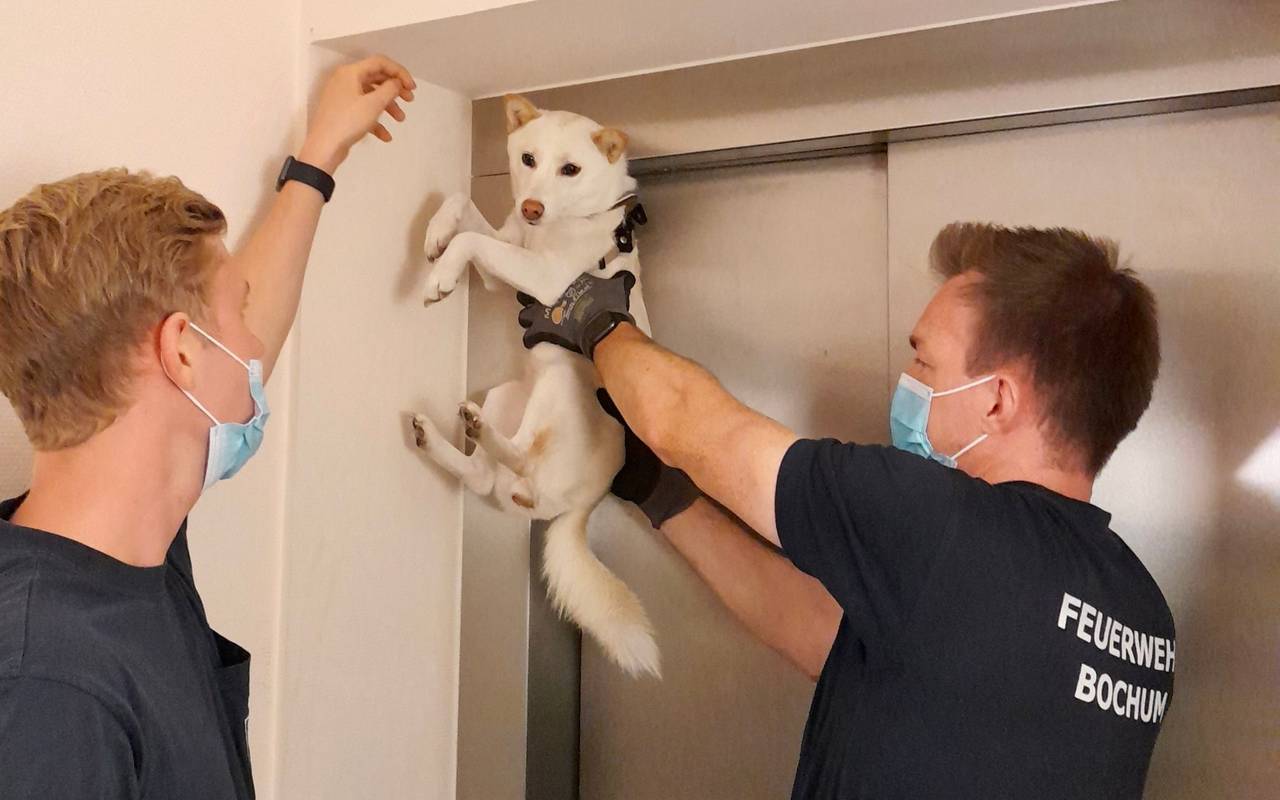 Zwei Männer haben einen Hund in der Hand, der oben an der Fahrstuhltür hängt