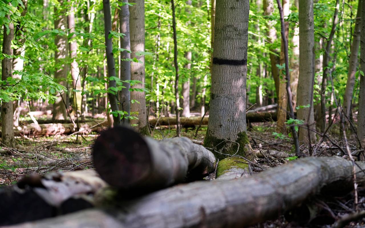 Weitmarer Holz Bochum