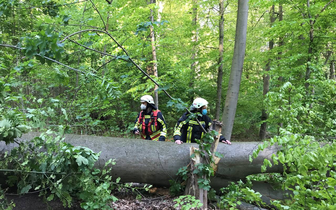 Umgestürzter Baum Bochum-Grumme