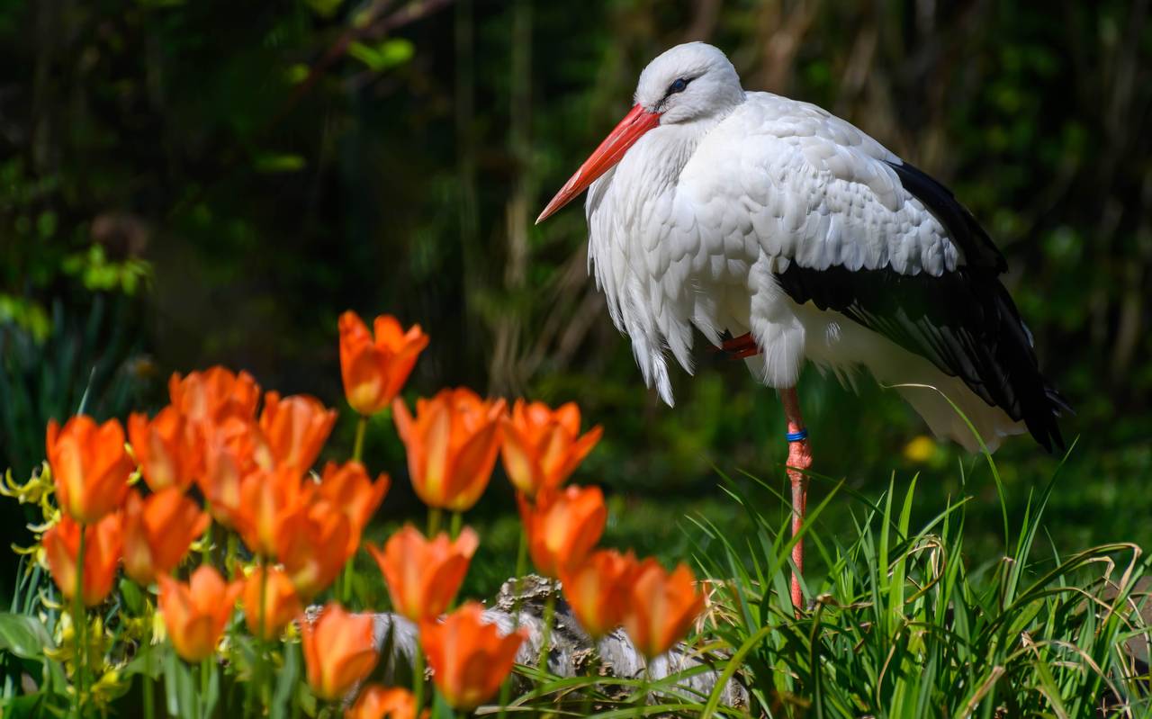 Storch