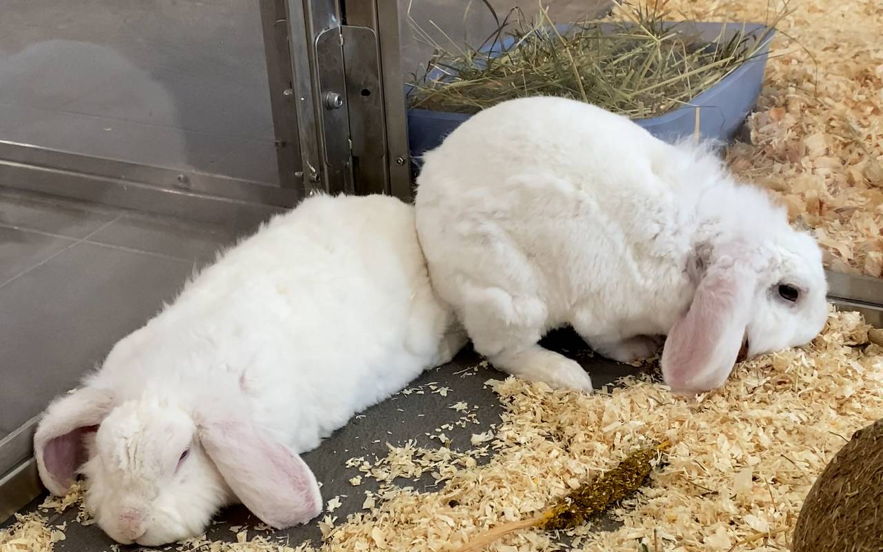 Tierheim Bochum: Davinci und Monet schlummern im Streu