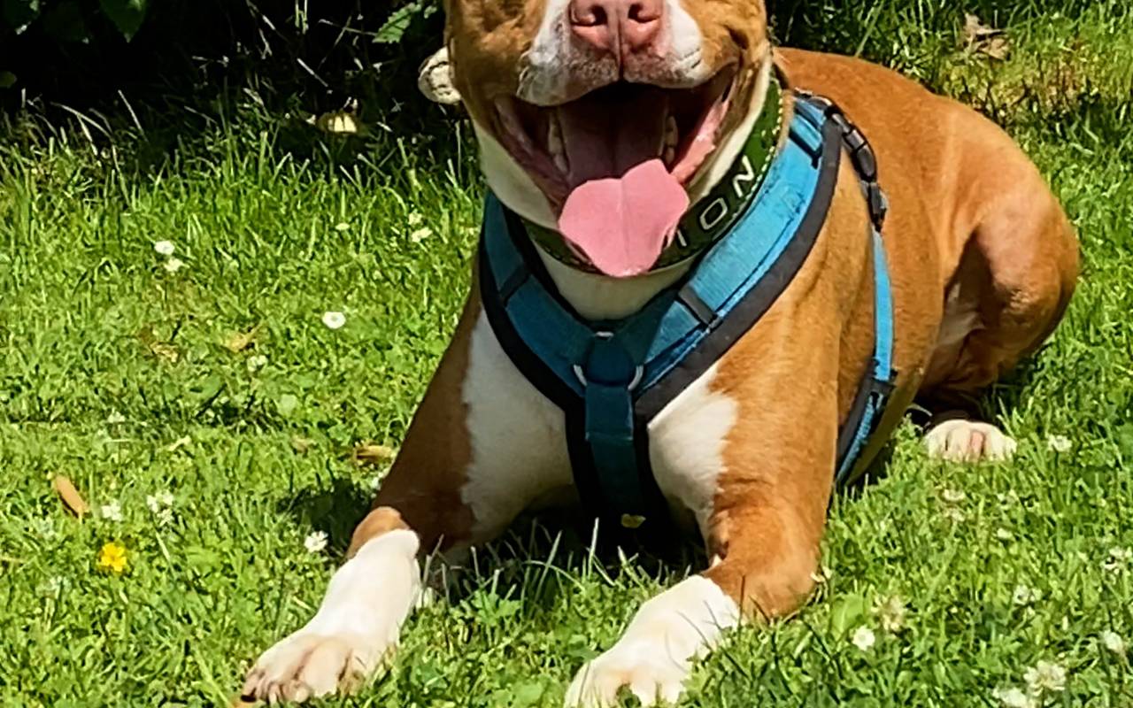 Tierheim Bochum: Staffordshire Bullterrier Lion sitzt entspannt auf der sonnigen Wiese.