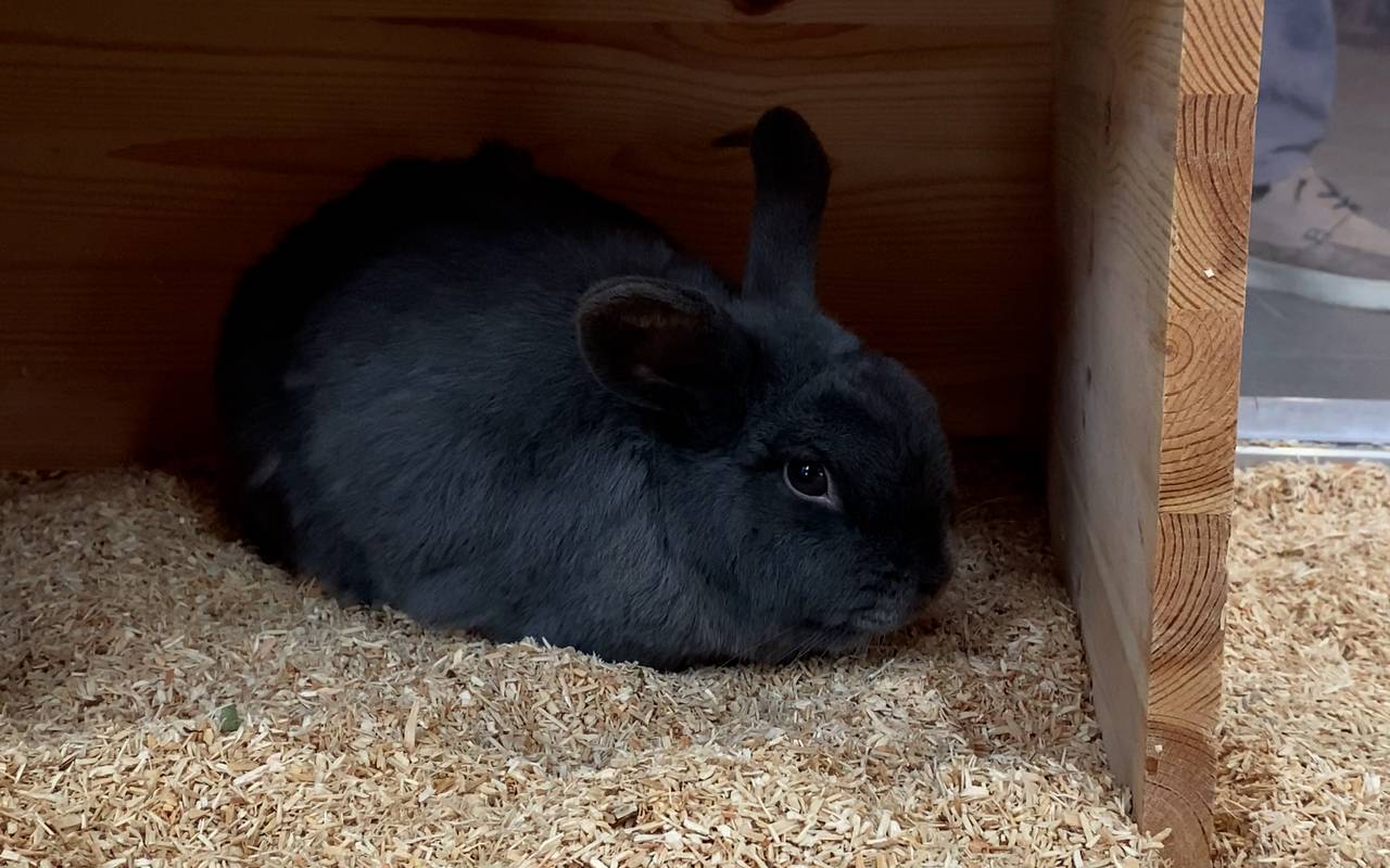 Tierheim Bochum: Loki versteckt sich in seiner Hütte