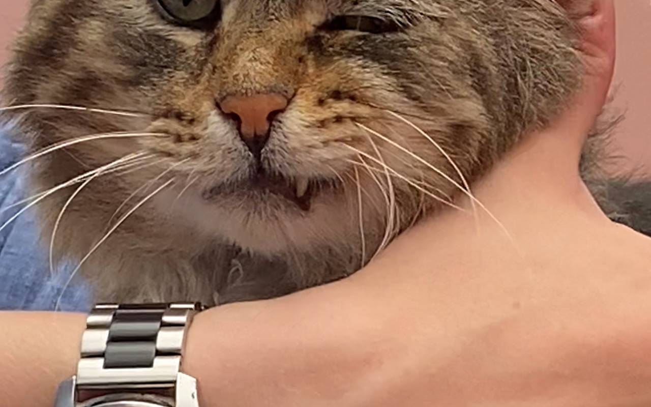 Kater Wilderich guckt grimmig in die Kamera