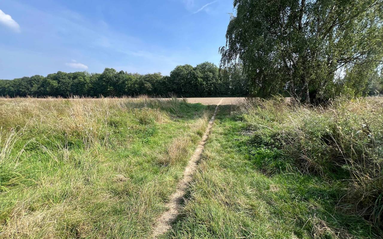 Dort wo eigentlich der Blühstreifen für Wildpflanzen und -tiere blühen sollte, verlaufen Trampelpfade durch Fuß- und Spaziergänger:innen.