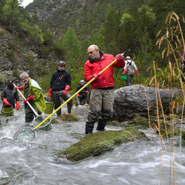 12.000 Fische werden umgesiedelt