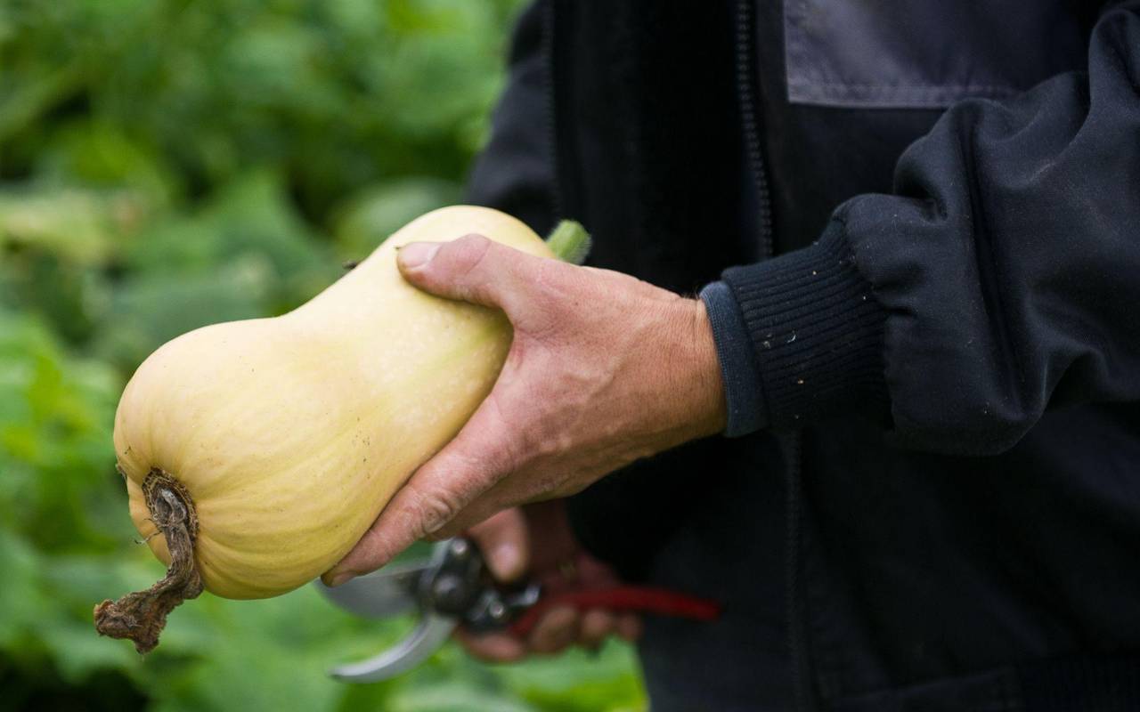 Populärer Pumpkin: Der kolossale Kürbis-Boom