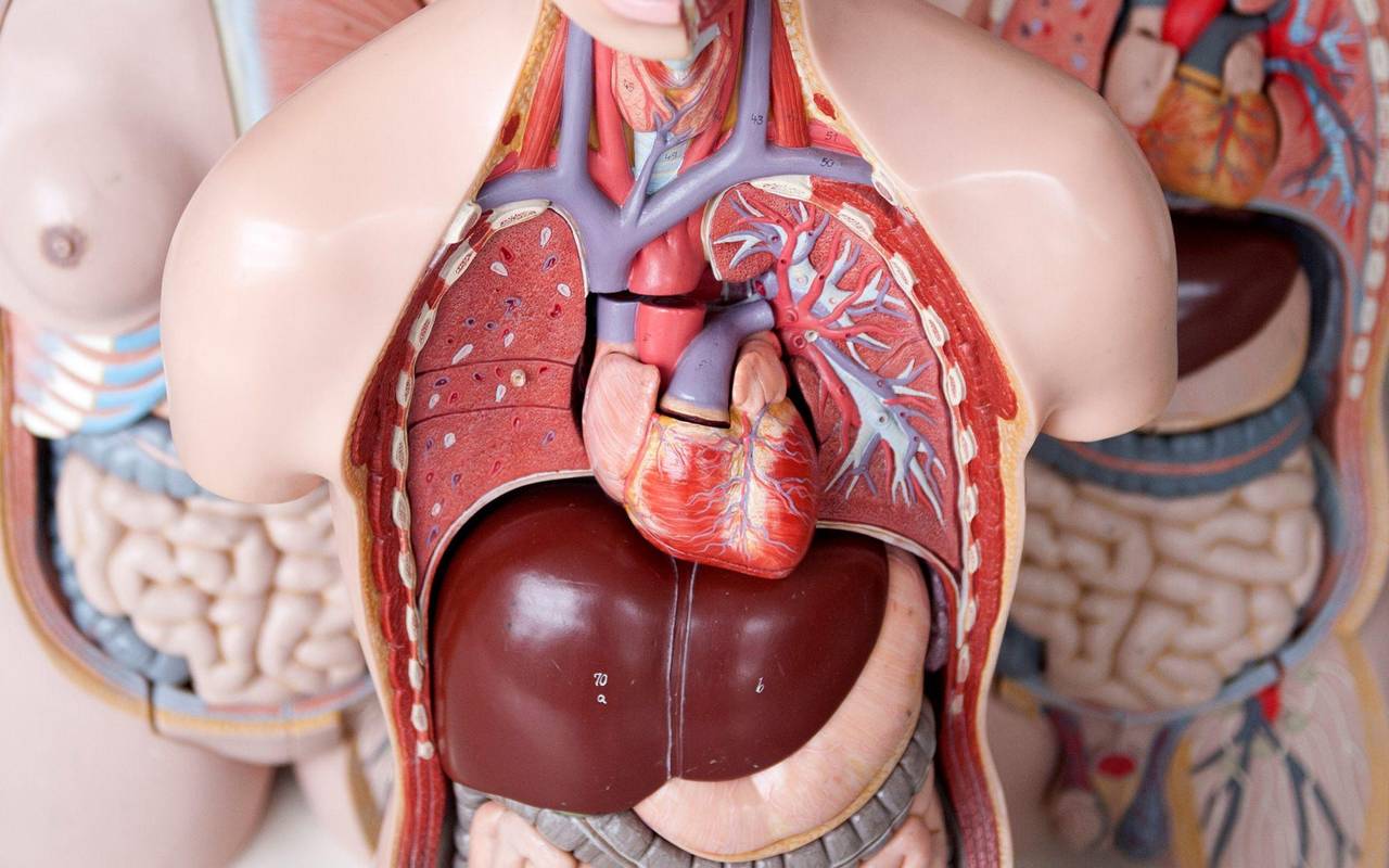 Das Anatomische Modell eines Menschen mit dem Herz in der Mitte