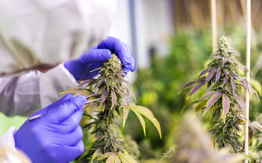 Cannabis wird von einer Pflanze gepflückt.