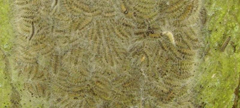 Stadt Bochum beseitigt gefährliche Tiere und Pflanzen