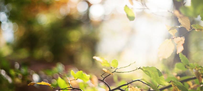 Bochum-Weitmar: Sanierung Parkanlage Erlenstraße