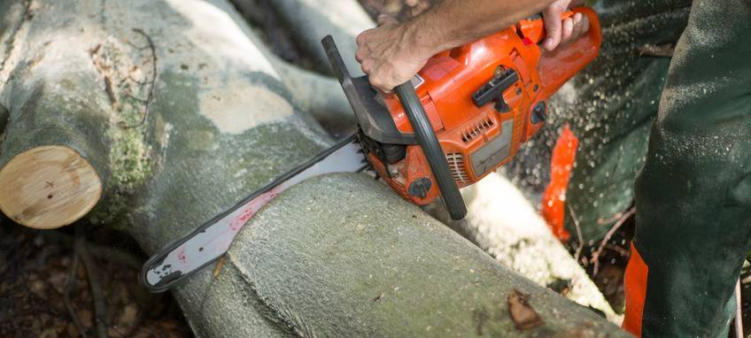 Baumfällarbeiten an A43