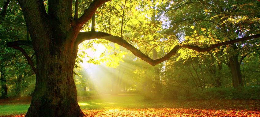 Für Klima und Freizeit: Neuer Wald in Bochum