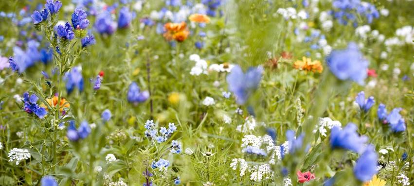 Bochum: Umweltbildung leidet unter Haushaltskürzungen