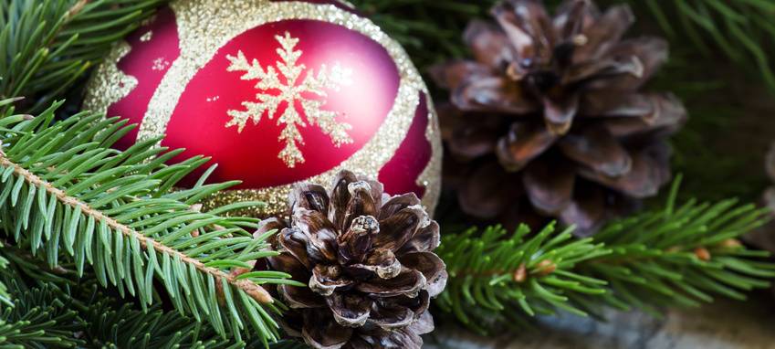 Kostenlose Tannenbäume in Bochum-Linden