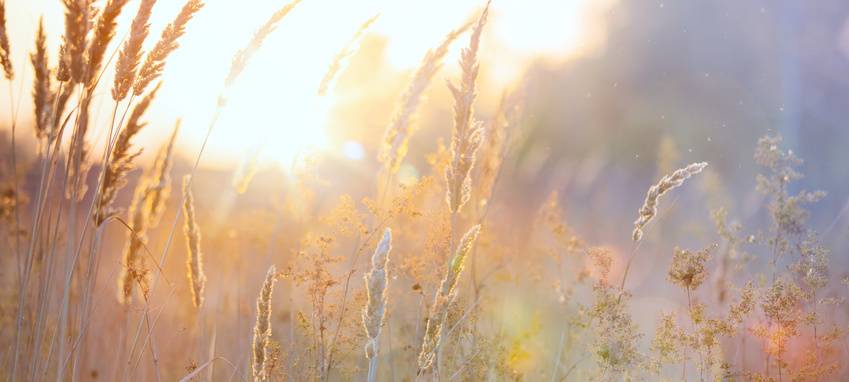 Bochum: Sorge um Ernte