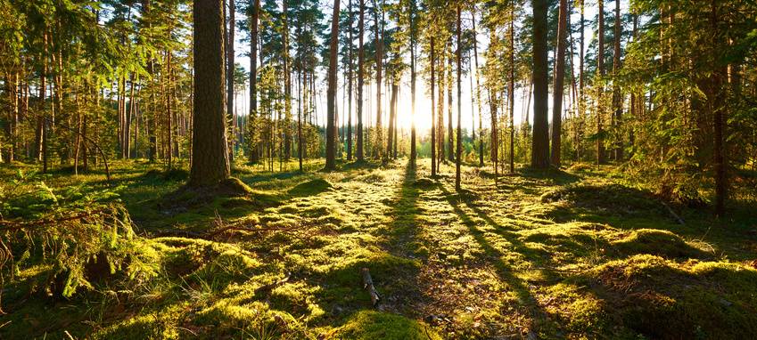 Waldbegehung im Weitmarer Holz in Bochum