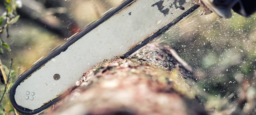 Bäume werden gefällt