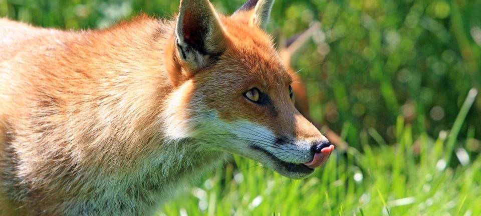 Das Bild zeigt einen Rotfuchs. Auf einer Wiese. Er leckt sich die Nase.