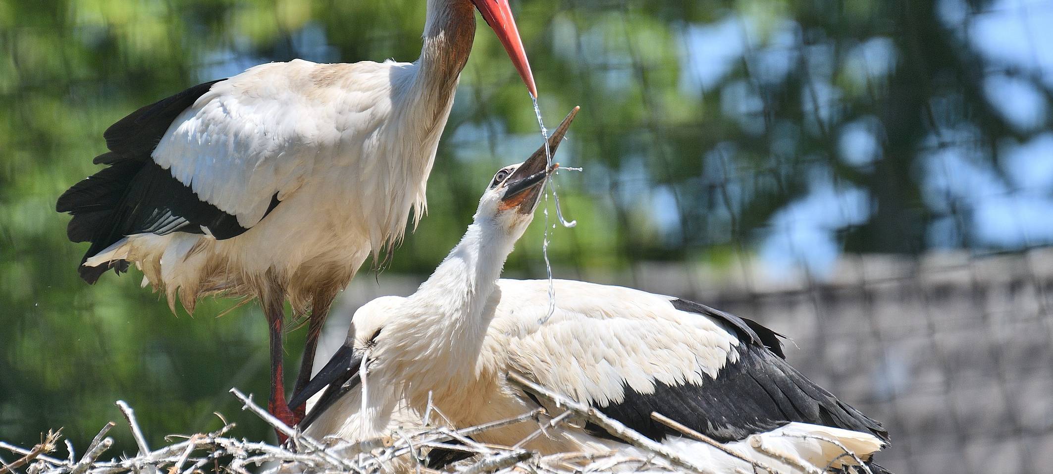 Bochumerin bekommt Tierschutzpreis