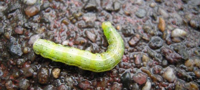 Stadt Bochum startet Versuch gegen Eichenprozessionsspinner