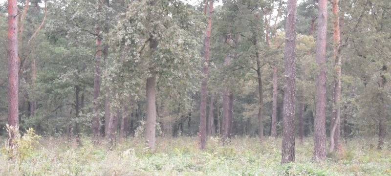 Ruhrgebietsförster warnen vor Grünastabbrüchen