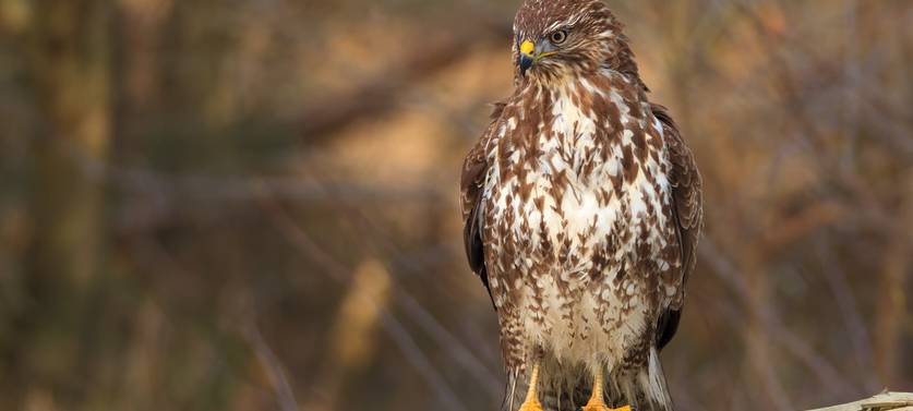 In Bochum soll es zwei neue Naturschutzgebiete geben