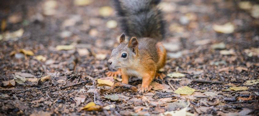 Verein Tiere in Not Bochum ist gerettet