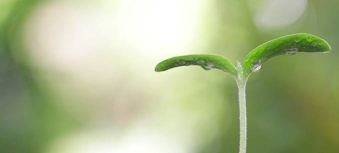 Durchbruch in der Pflanzenforschung in Bochum