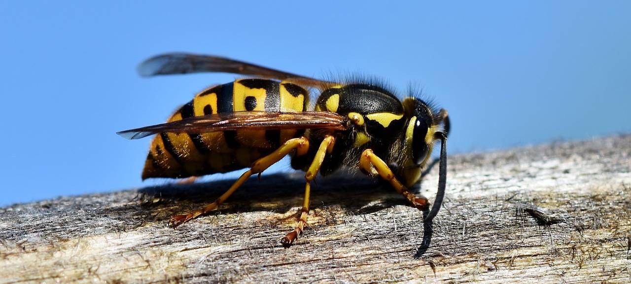 Bochum: Wespensticheinsatz der Feuerwehr