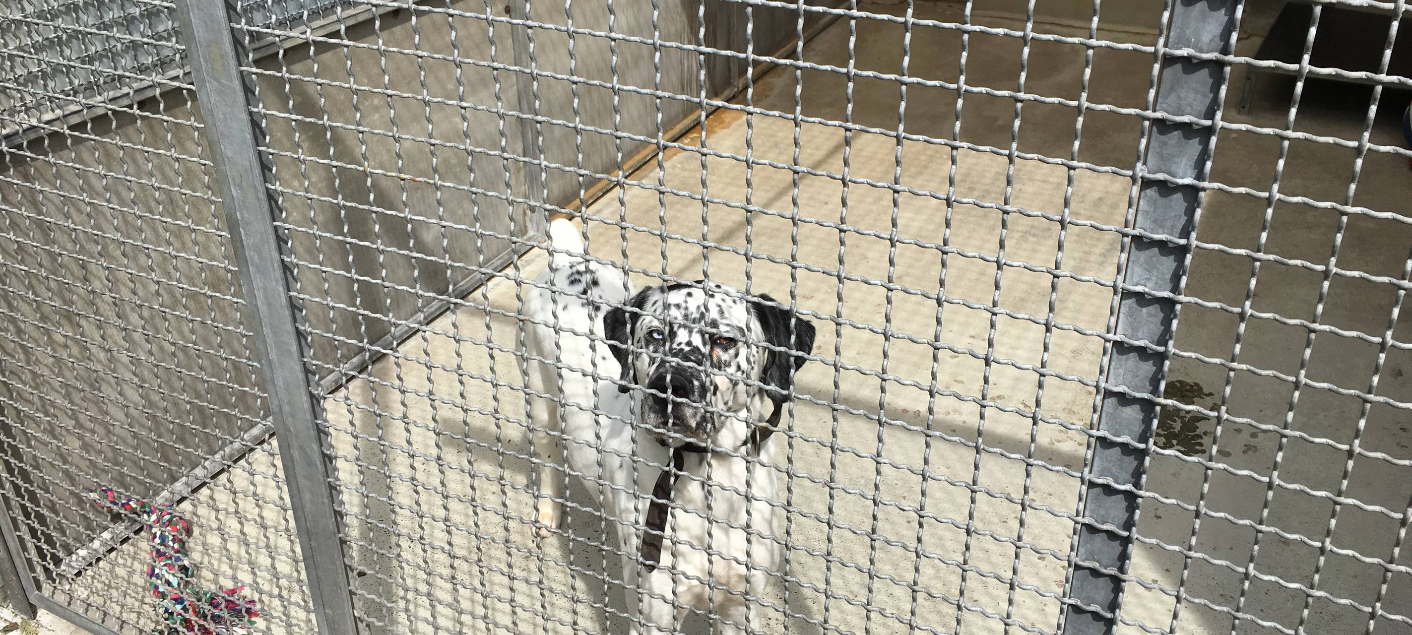 Aufnahmestopps für Tiere in Bochumer Einrichtungen