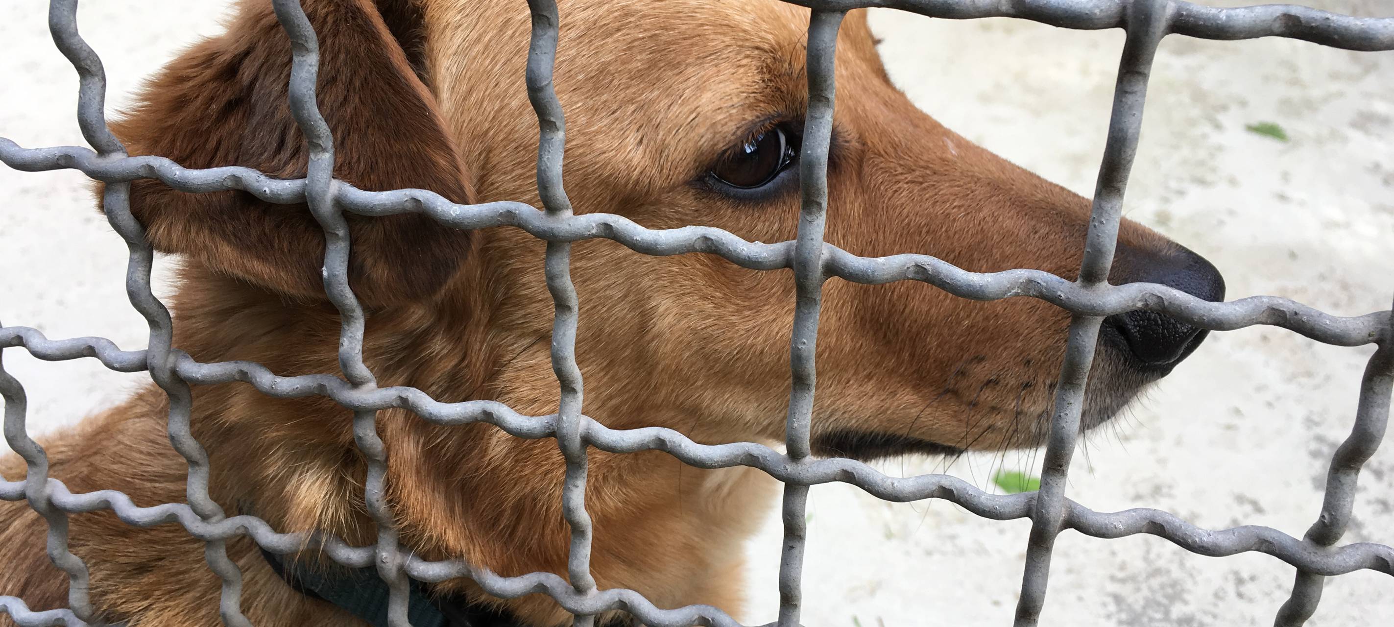 Tierheim Bochum: So voll wie noch nie