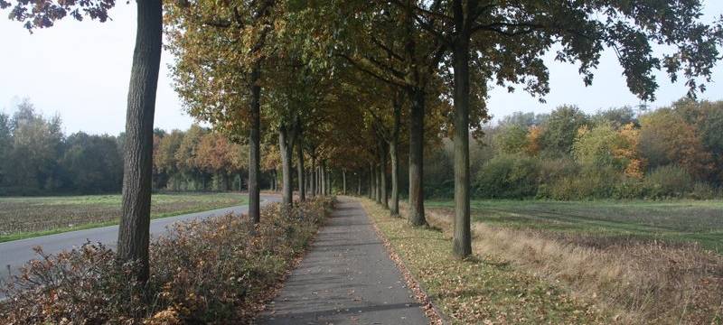 Bochum: 700 neue Bäume