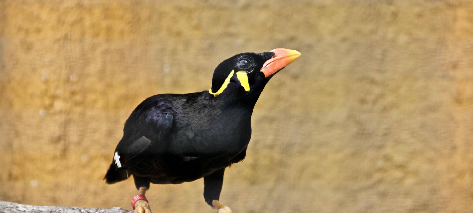 Neue Asienwelt im Tierpark