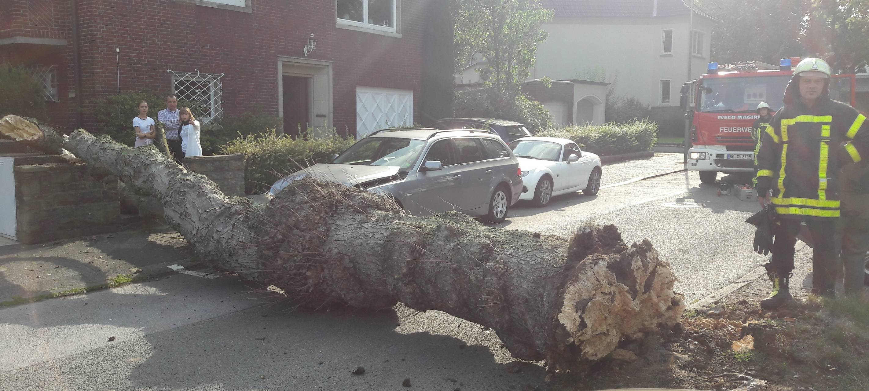 Umgestürzter Baum BMW