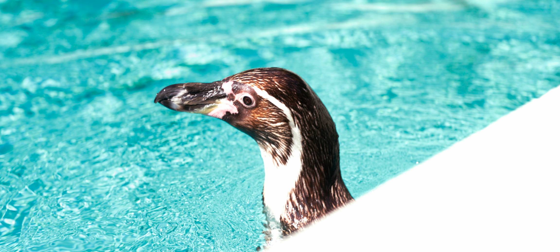 Bochumer Tierpark sammelt für Ukraine