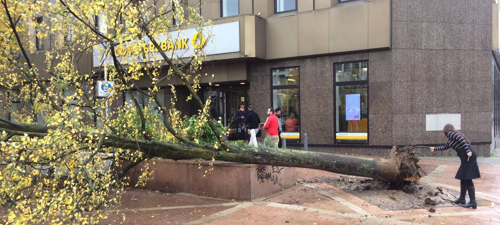 Gewitter reisst Bäume um