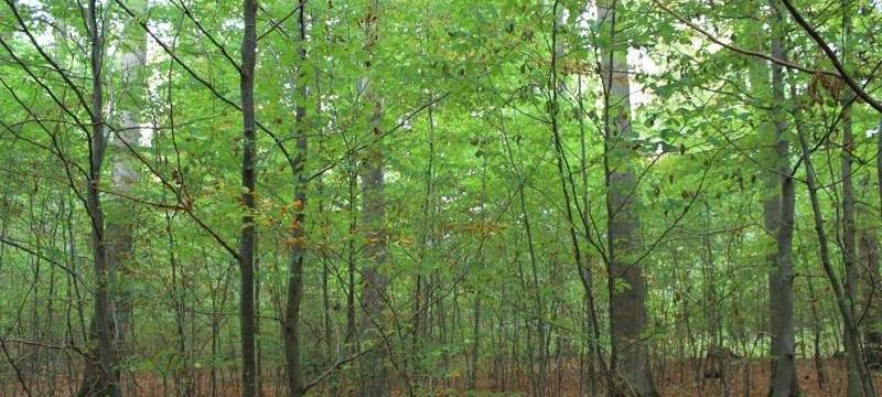 Wälder in Bochum im mittelmäßigem Zustand