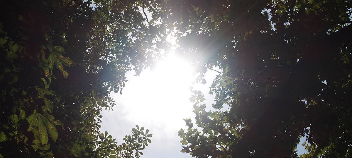 Waldpakt soll Wälder in NRW retten