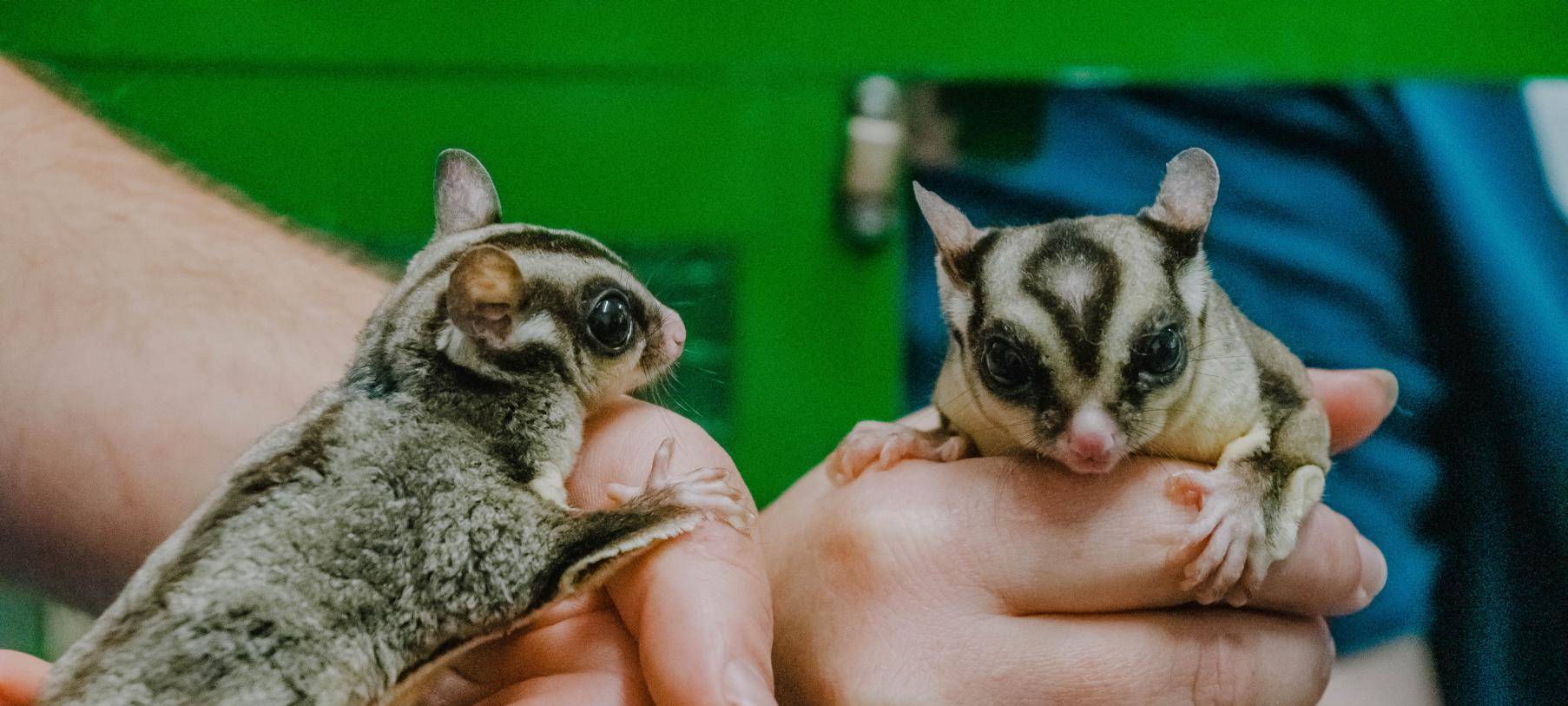 Tierpark Bochum eröffnet Asienwelt