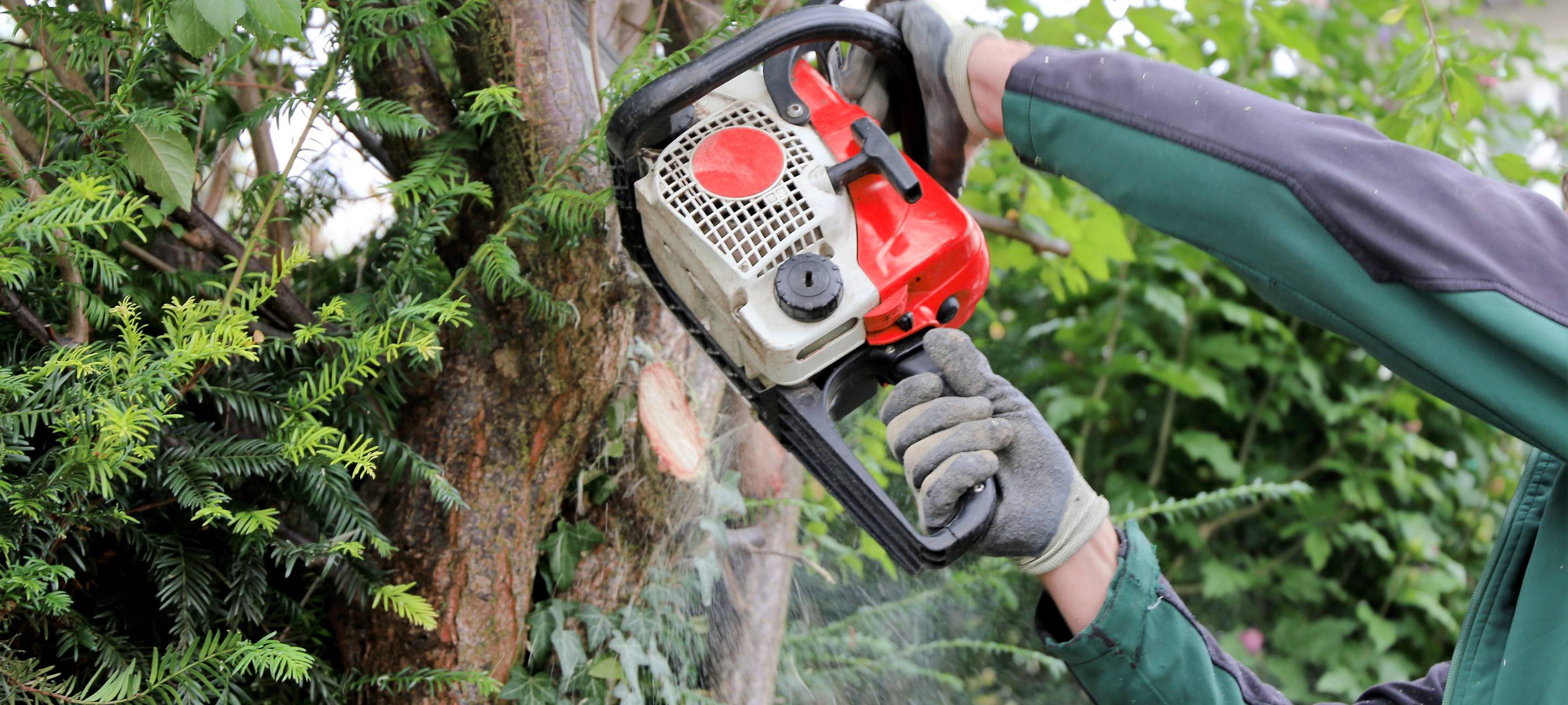 Stadt Bochum fällt Bäume für neues Schulzentrum Gerthe