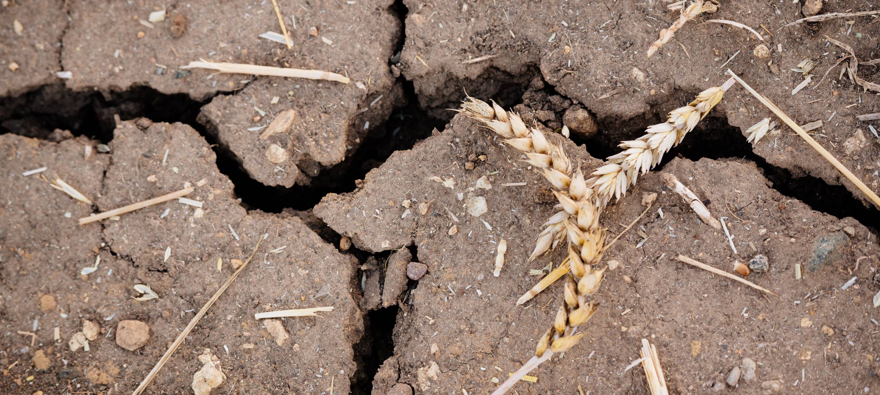 Der ausgetrocknete gerissene Boden spiegelt die Trockenheit wider (Symbolbild).