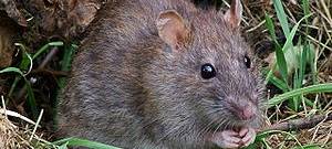 Bochum: zentrale Stelle für Rattenbekämpfung eingerichtet