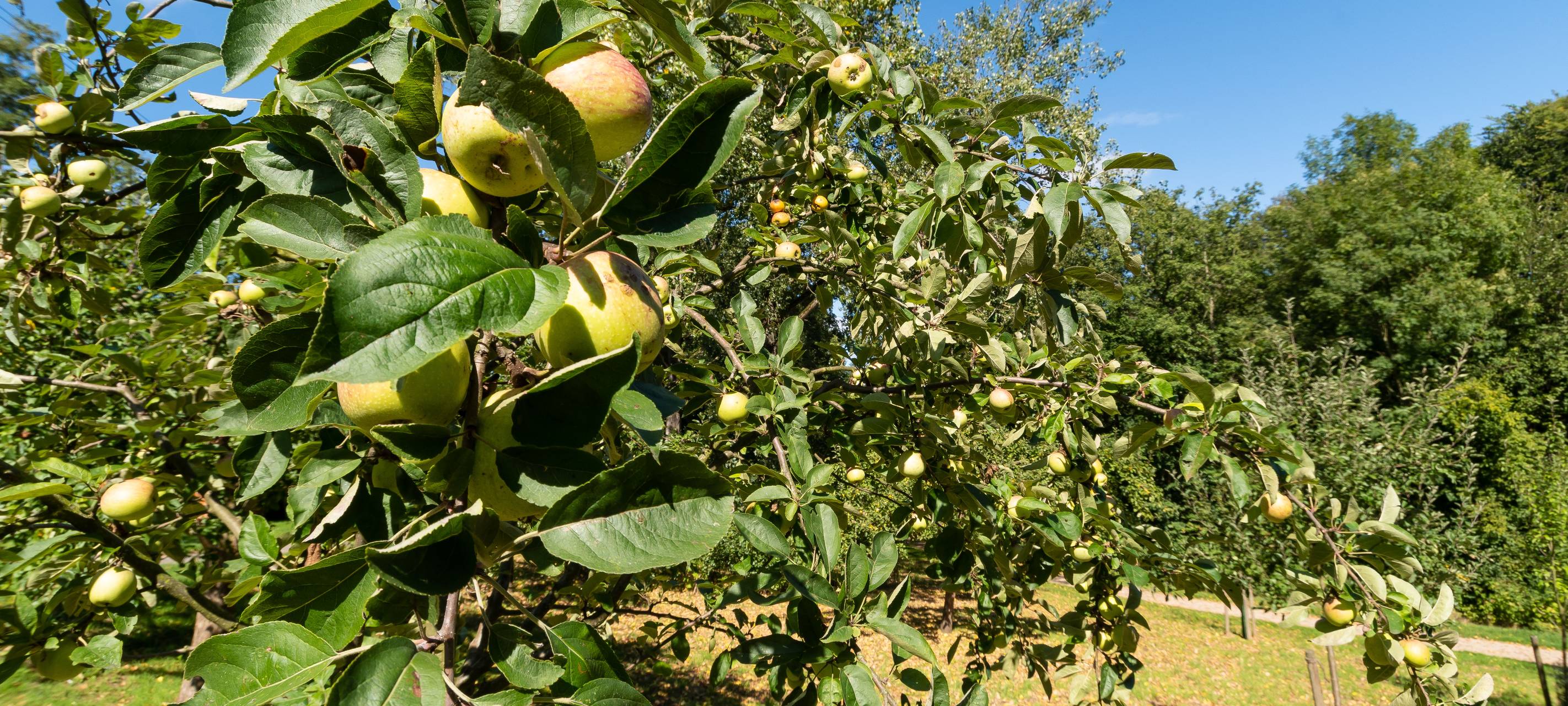 Bochum: Weitere Obstwiesen