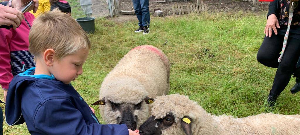 Schafe in der AWO Kita Am Schamberge