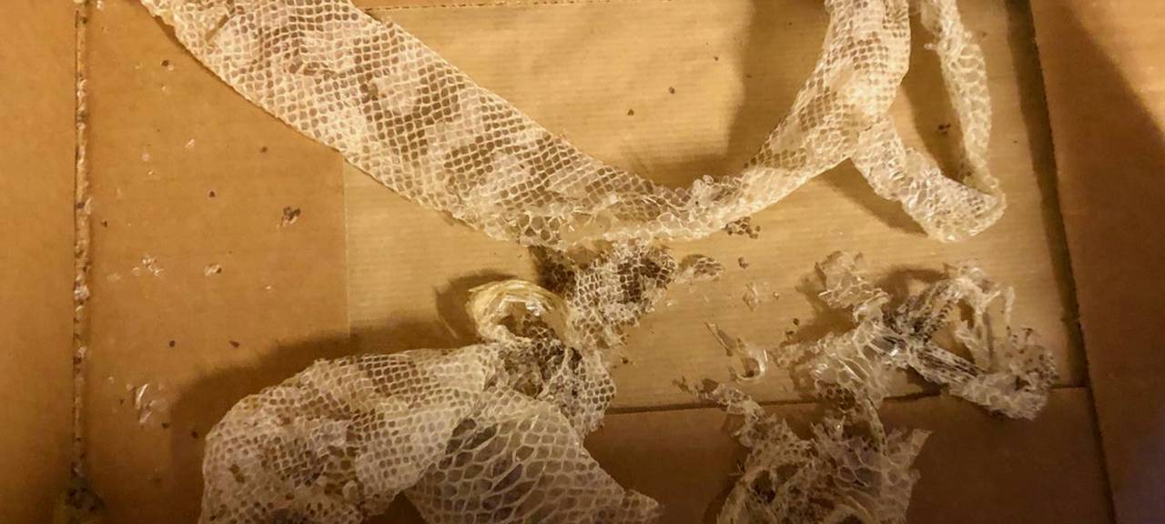 Bochum-Höntrop: Feuerwehr sucht nach Schlange